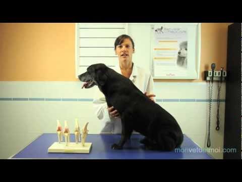 comment soigner arthrose chien