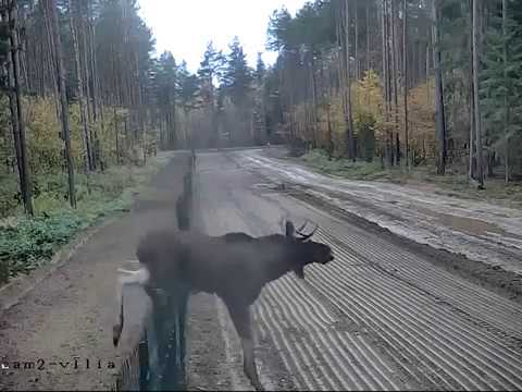 Через забор из Литвы в Белоруссию
