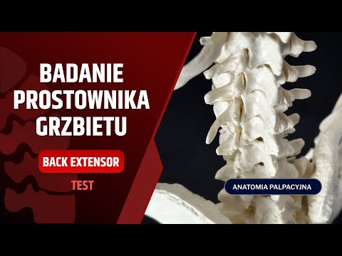 Leuzea N do budowy mięśni Wyciskanie niektóre pompy mięśniowej