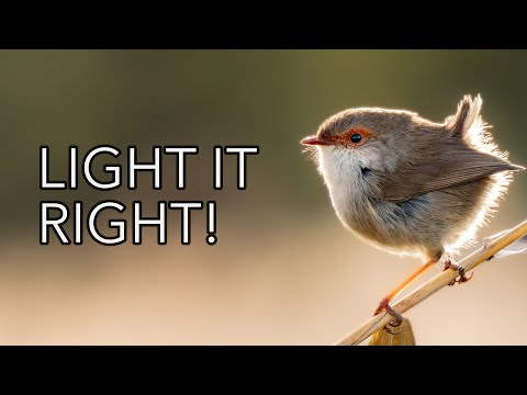 The ABSOLUTE BEST Way to Capture Stunning Bird Photos