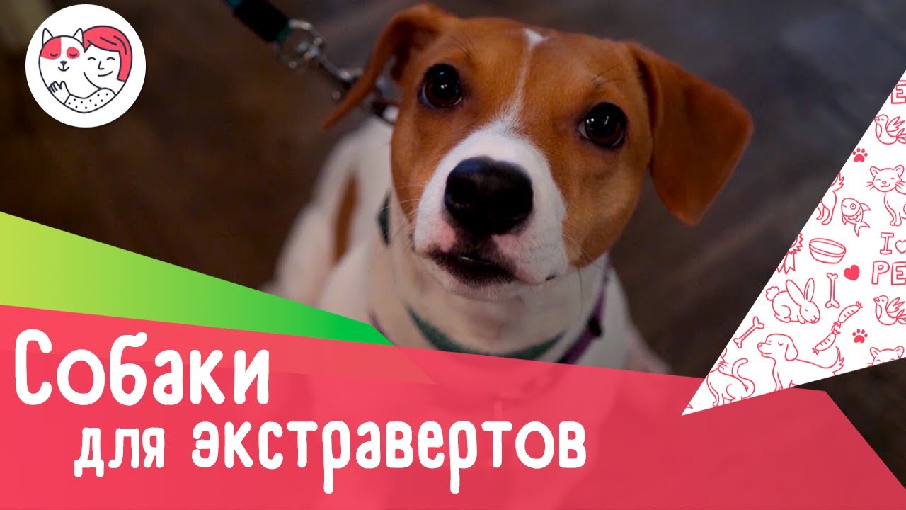 5 пород собак для экстравертов