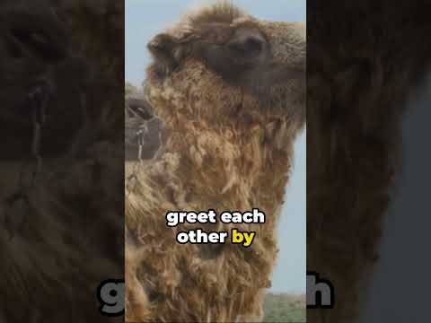 6 Fascinating Facts About Camels  Unveil 2024 #camels #funny