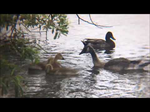 Canada Geese, goslings and ducks