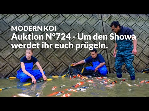 All Koi from Auction No. 724 explained in detail | Konishi Koi News