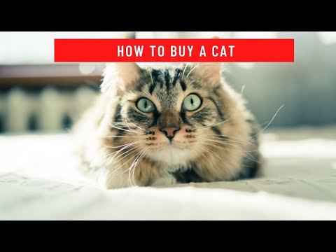 YouTube video about: Where to buy program for cats?
