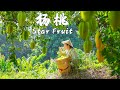 One Fruit for a Table: Star Fruit - The Treasure Fruit with Five Pointed Stars Inside