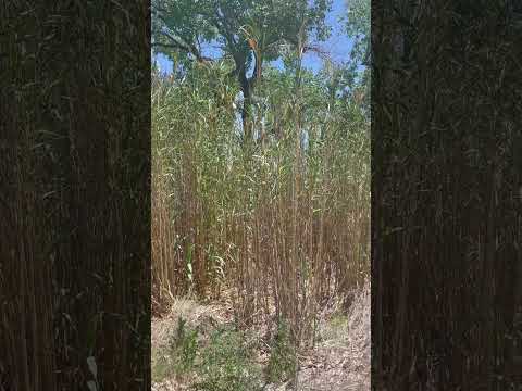 Tall reeds growing in the corner of my land #reeds#Plants #NewMexico#nmtrue