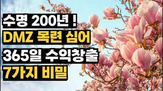 목련으로 365일 수익? DMZ에 목련 심은 남자의 7가지 전략