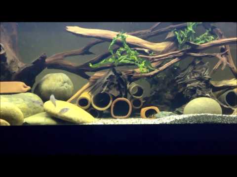 Corydoras playing in the water current in 75 gal tank