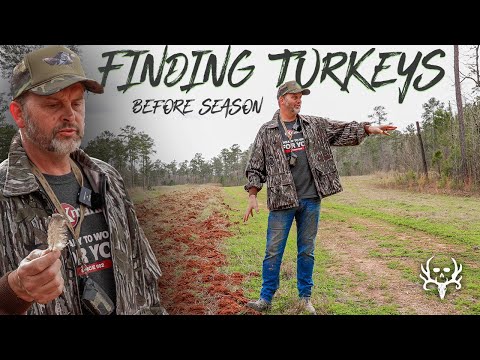 Scouting Turkeys & Early Season Calling Tips!