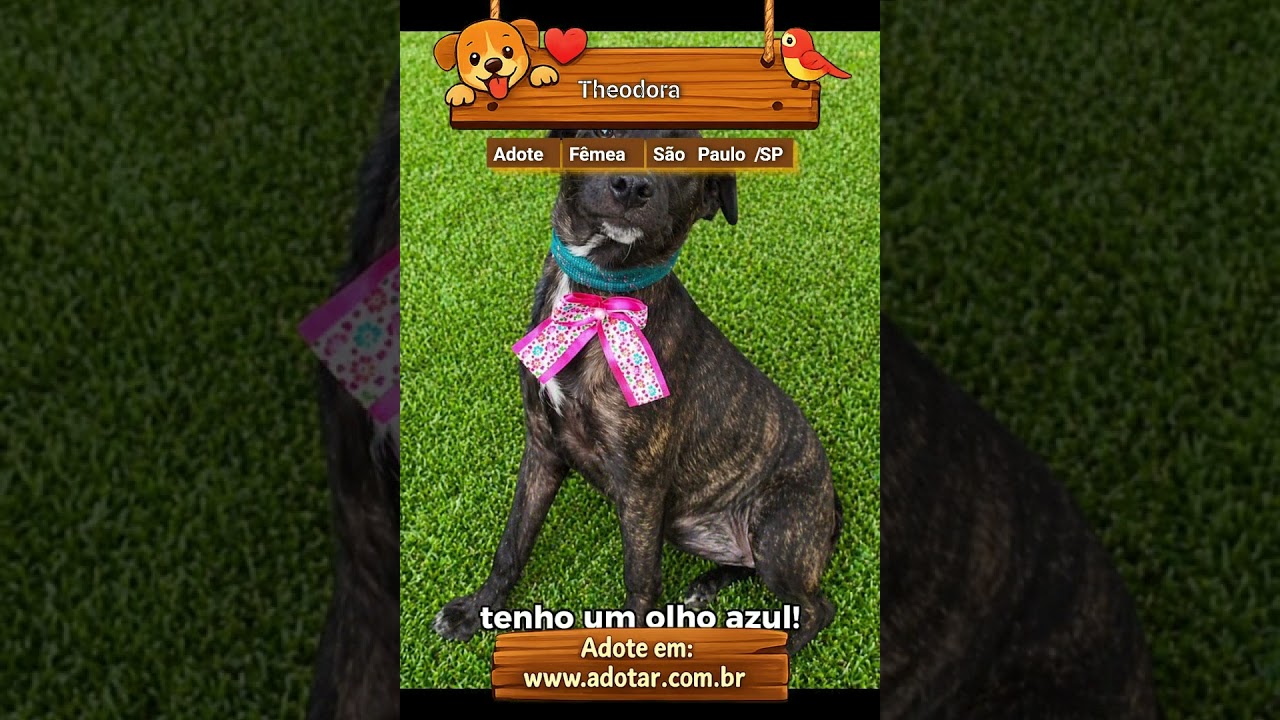 Cachorro raça SRD-ViraLata idade 2 a 6 meses nome Theodora