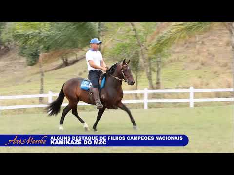 ANIMAIS LOTE 09   FAVACHO DIAMANTE