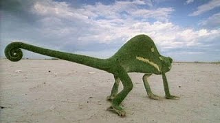 The story of life in photographs | Frans Lanting