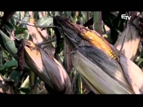 Híradó 2015. augusztus 28. – Erdélyi Magyar Televízió