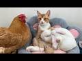 The Hen The Rabbit The Duck And The Dog All Want To Be The Kitten S Best Friend Extremely Cute