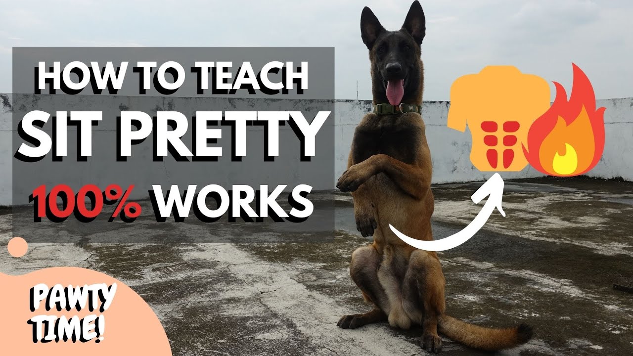 Teach Your Dog To Sit Pretty | Still Can't Sit Pretty? Try This Method!