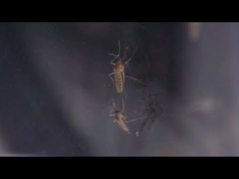 NJ Sussex County Mosquito Control
