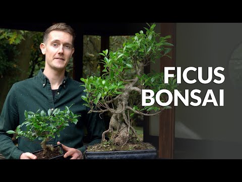 , title : 'Ficus Bonsai tree care'