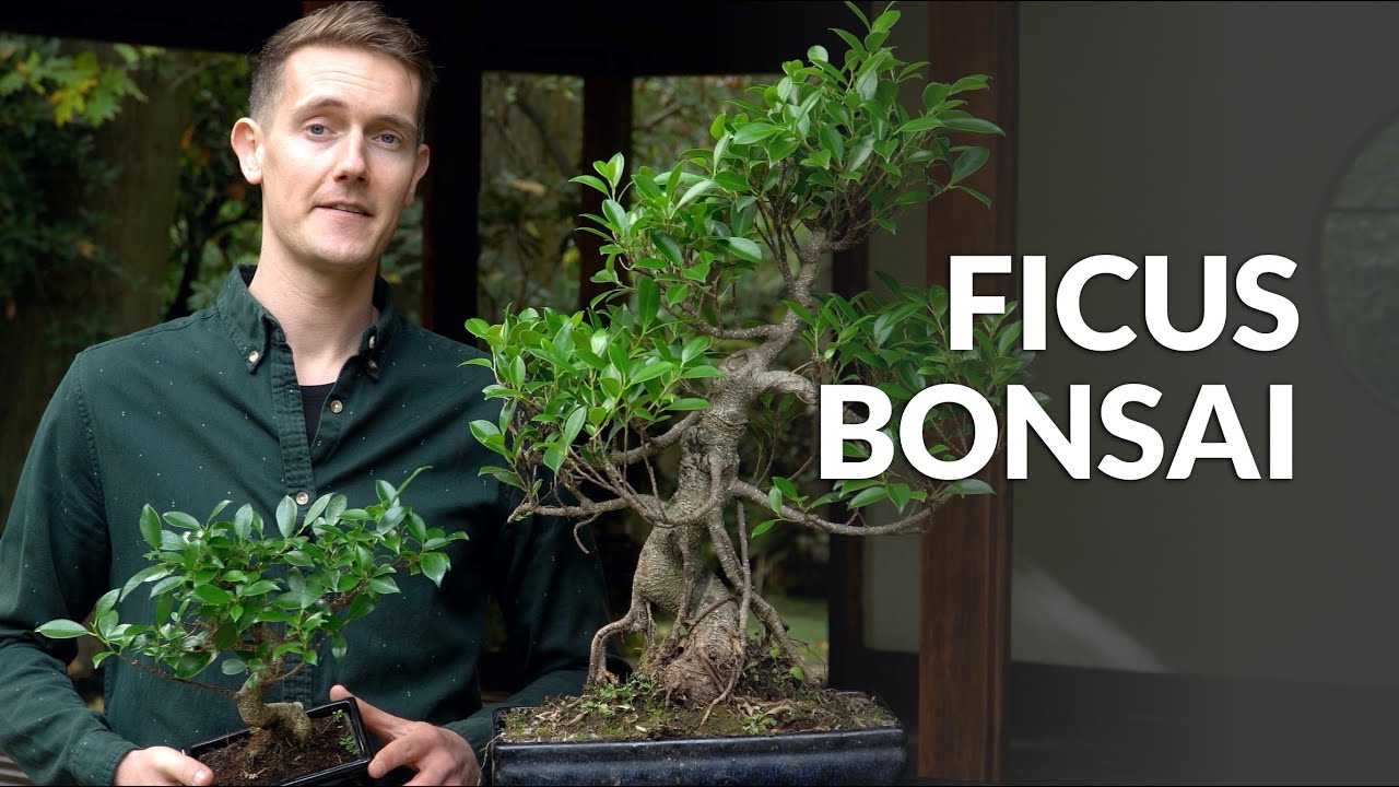 Bonsái de Ficus