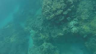 Attempt to Dive at Turtle