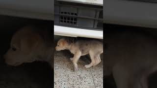 Mixed Puppies Videos