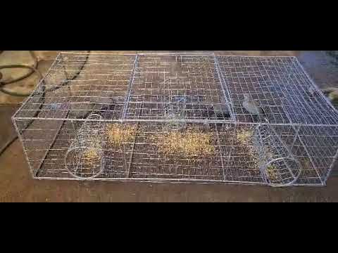 Dove / Pigeon / Bird Trap