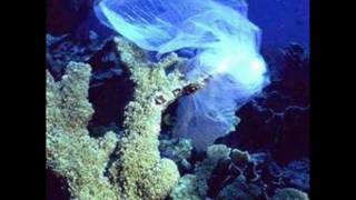 A Journey to the Sea