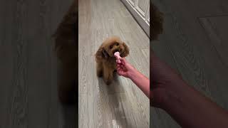 Your four-legged friend will LOVE this one! 🐕