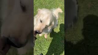 Video preview image #1 Golden Retriever-Unknown Mix Puppy For Sale in Woodbury, NY, USA