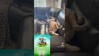 Unknown Channel - Calico video thumbnail