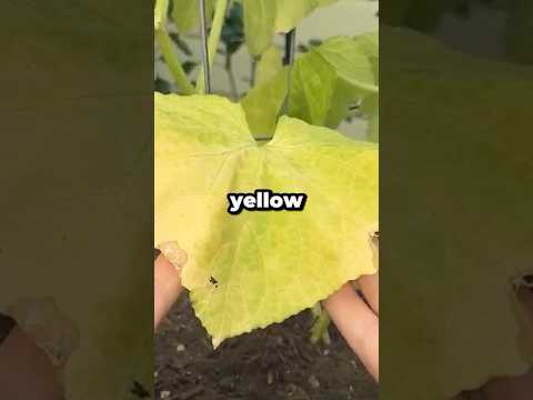 Why Are Your Cucumber Leaves Turning Yellow? #shorts