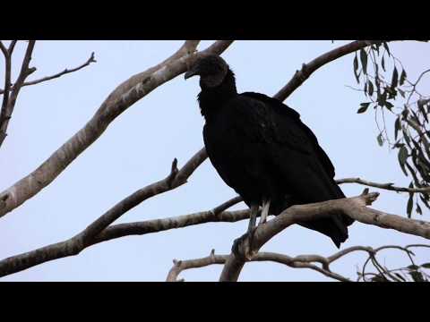 Jote Cabeza Negra (Coragyps atratus)