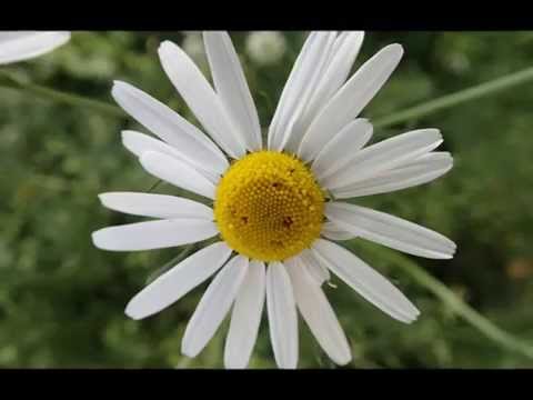 Lilla Alby i Sundbyberg, 2013 juni 25, HD