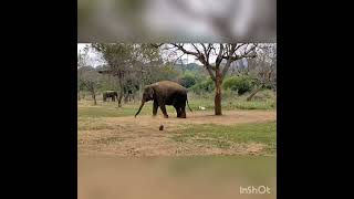 Download lagu vandaloor zoo mp3 Download lagu vandaloor zoo mp3