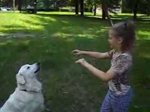 SZKOLENIE PSÓW (KOMENDA DAJ GŁOS)