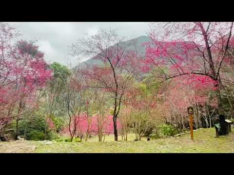 八仙山櫻花