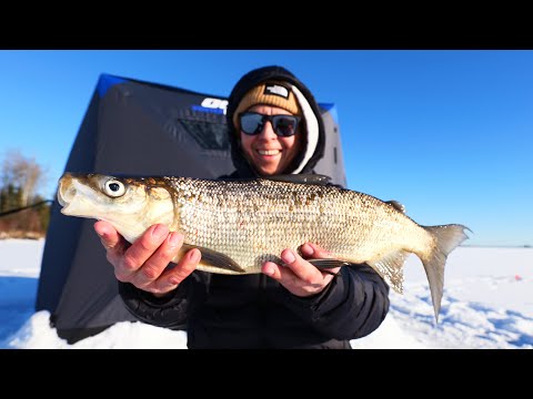 I landed over a school of whitefish