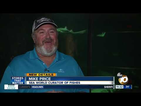 Experts try to determine what caused death of shark found in Carlsbad