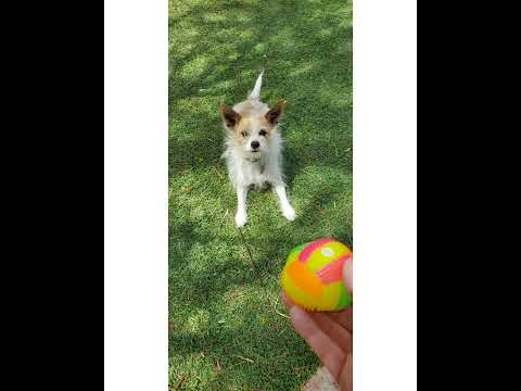 Crystal the Pet Nanny. LLC video.