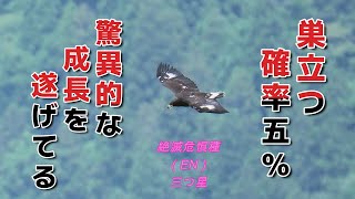巣立った狗鷲の幼な児神宿る山にThe baby eagle has left the nest, and on the mountain where the gods dwell