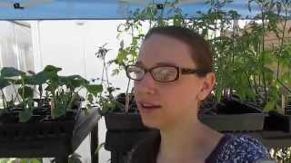 My Plant Sale, How I Did it And How Well it Did