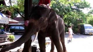 preview picture of video 'Elephant show, Ayutthaya'
