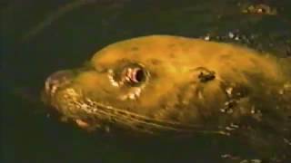 Van William - The Country (Lyric Video)