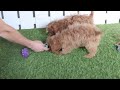 Cavapoo dogs for sale: Kimmy - Video 1