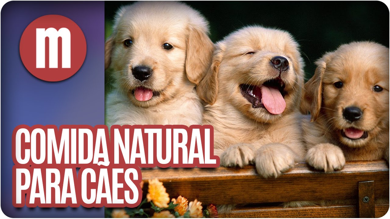Comida natural para cães - Mulheres (19/09/16)