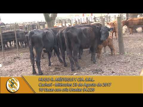 23-08-17 Venta de Vientres -   Hugo R.  Aristegui  -Cacharí