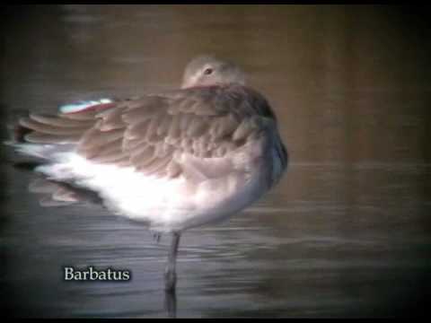 .Aguja colinegra ( Limosa limosa )  Black-tailed Godwit