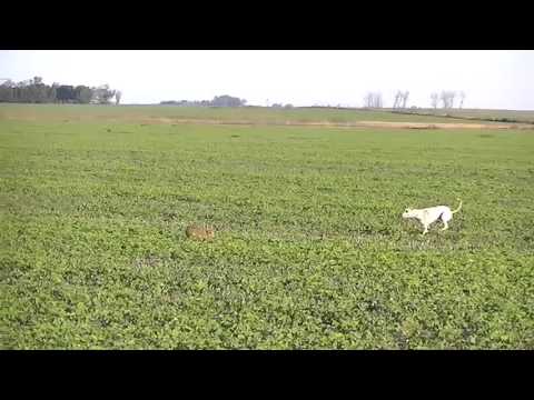 PERROS GALGOS CHUKO! VILLA CAÑAS "TORMANTA Y MONA"