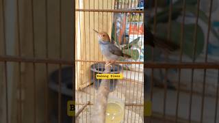 Download lagu Suara Pikat Prenjak Sepasang Ampuh🔥#prenjakgacor#prenjakpikat#prenjaktamu#prenjakbetina#prenjakatas mp3 Download lagu Suara Pikat Prenjak Sepasang Ampuh🔥#prenjakgacor#prenjakpikat#prenjaktamu#prenjakbetina#prenjakatas mp3