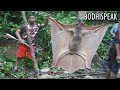 LARGEST BAT IN THE WORLD CAPTURED